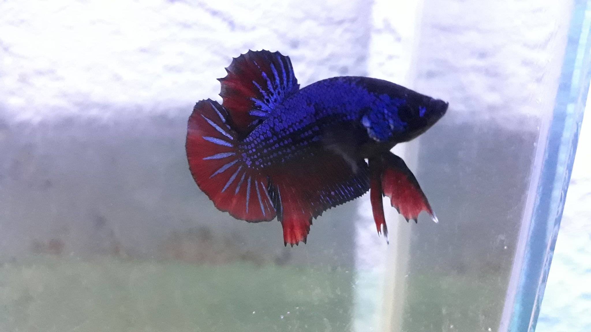 Thumbnail of Koi avatar multicolor galaxy (hmpk) 3